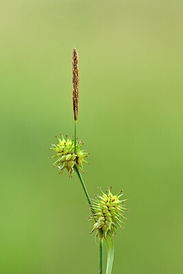 BUITEN BEELD Foto: 446276