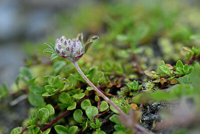 BUITEN BEELD Foto: 446277