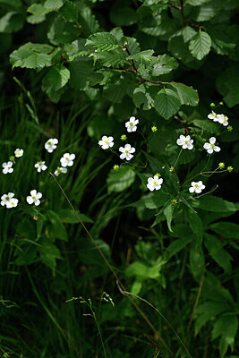 BUITEN BEELD Foto: 446278