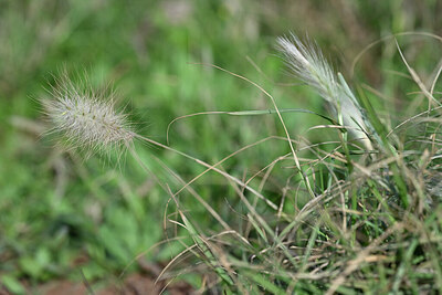 BUITEN BEELD Foto: 446281