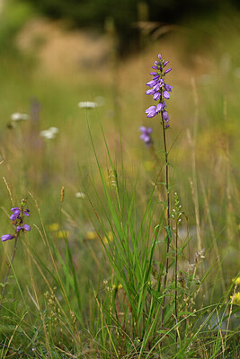 BUITEN BEELD Foto: 446282