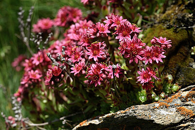BUITEN BEELD Foto: 446287
