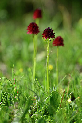 BUITEN BEELD Foto: 446289