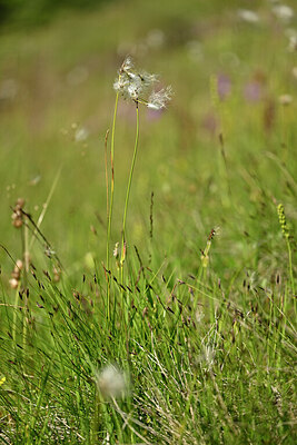 BUITEN BEELD Foto: 446290