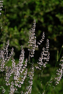 BUITEN BEELD Foto: 446293