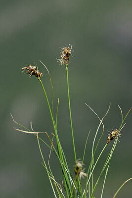 BUITEN BEELD Foto: 446295