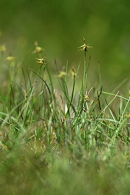 BUITEN BEELD Foto: 446305