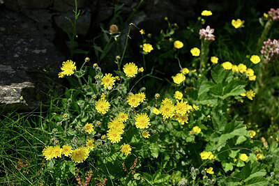 BUITEN BEELD Foto: 446307