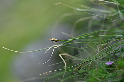 BUITEN BEELD Foto: 446308