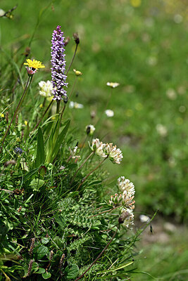 BUITEN BEELD Foto: 446315