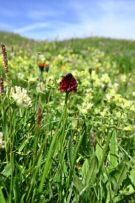 BUITEN BEELD Foto: 446316
