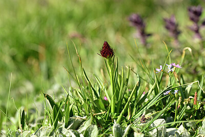 BUITEN BEELD Foto: 446317