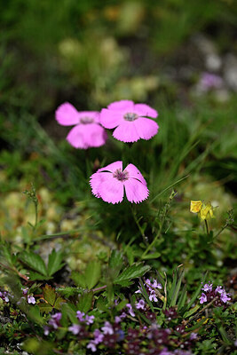 BUITEN BEELD Foto: 446322