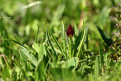 BUITEN BEELD Foto: 446327