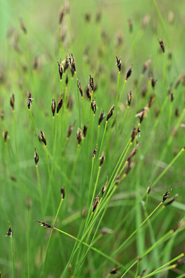BUITEN BEELD Foto: 446331