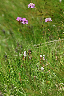BUITEN BEELD Foto: 446333