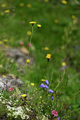 BUITEN BEELD Foto: 446335