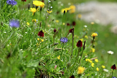 BUITEN BEELD Foto: 446339