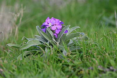 BUITEN BEELD Foto: 446343