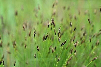 BUITEN BEELD Foto: 446347