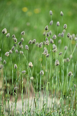 BUITEN BEELD Foto: 446352