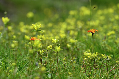 BUITEN BEELD Foto: 446353