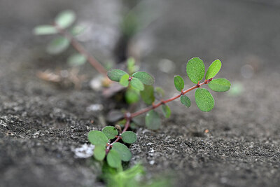 BUITEN BEELD Foto: 446357