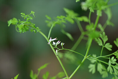 BUITEN BEELD Foto: 446359