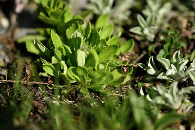 BUITEN BEELD Foto: 446365