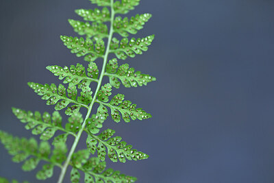 BUITEN BEELD Foto: 446366