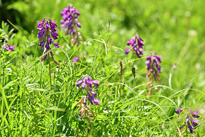 BUITEN BEELD Foto: 446369