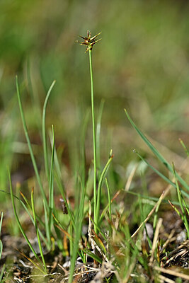 BUITEN BEELD Foto: 446373