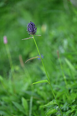 BUITEN BEELD Foto: 446375