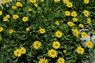 BUITEN BEELD Foto: 446377