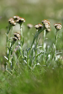 BUITEN BEELD Foto: 446379