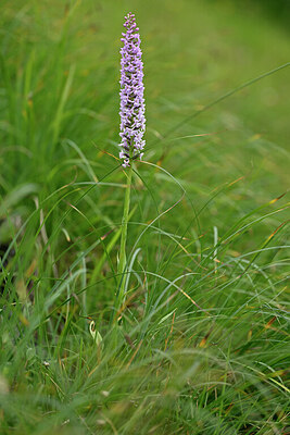 BUITEN BEELD Foto: 446383