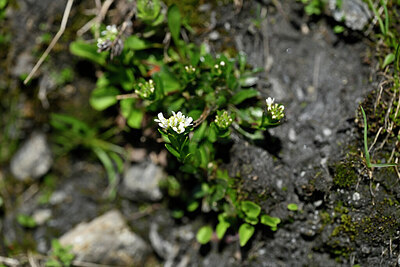 BUITEN BEELD Foto: 446384