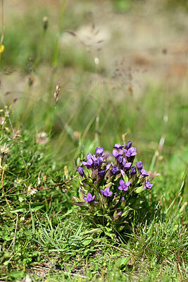 BUITEN BEELD Foto: 446388