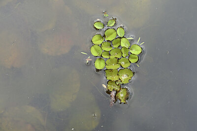 BUITEN BEELD Foto: 446390