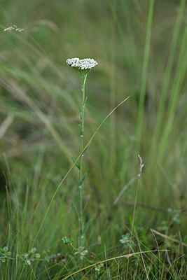 BUITEN BEELD Foto: 446396