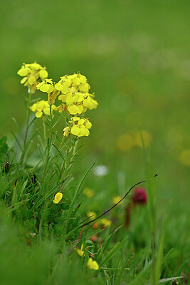 BUITEN BEELD Foto: 446401