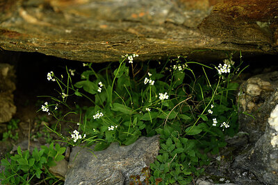 BUITEN BEELD Foto: 446402