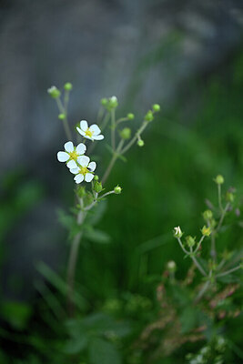 BUITEN BEELD Foto: 446403