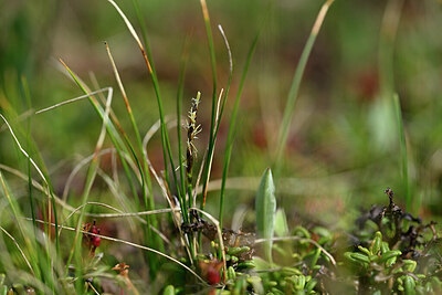BUITEN BEELD Foto: 446405