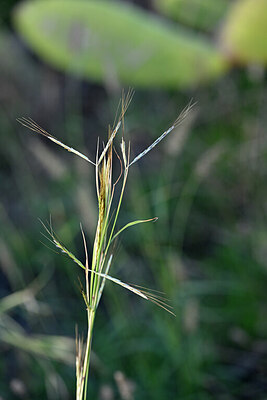 BUITEN BEELD Foto: 446407