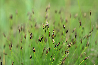 BUITEN BEELD Foto: 446410