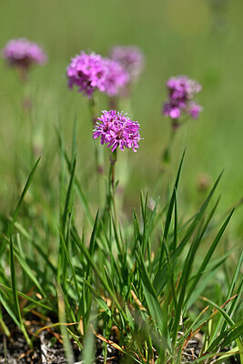BUITEN BEELD Foto: 446412