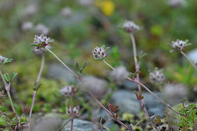 BUITEN BEELD Foto: 446416