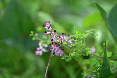 BUITEN BEELD Foto: 446417