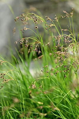 BUITEN BEELD Foto: 446419